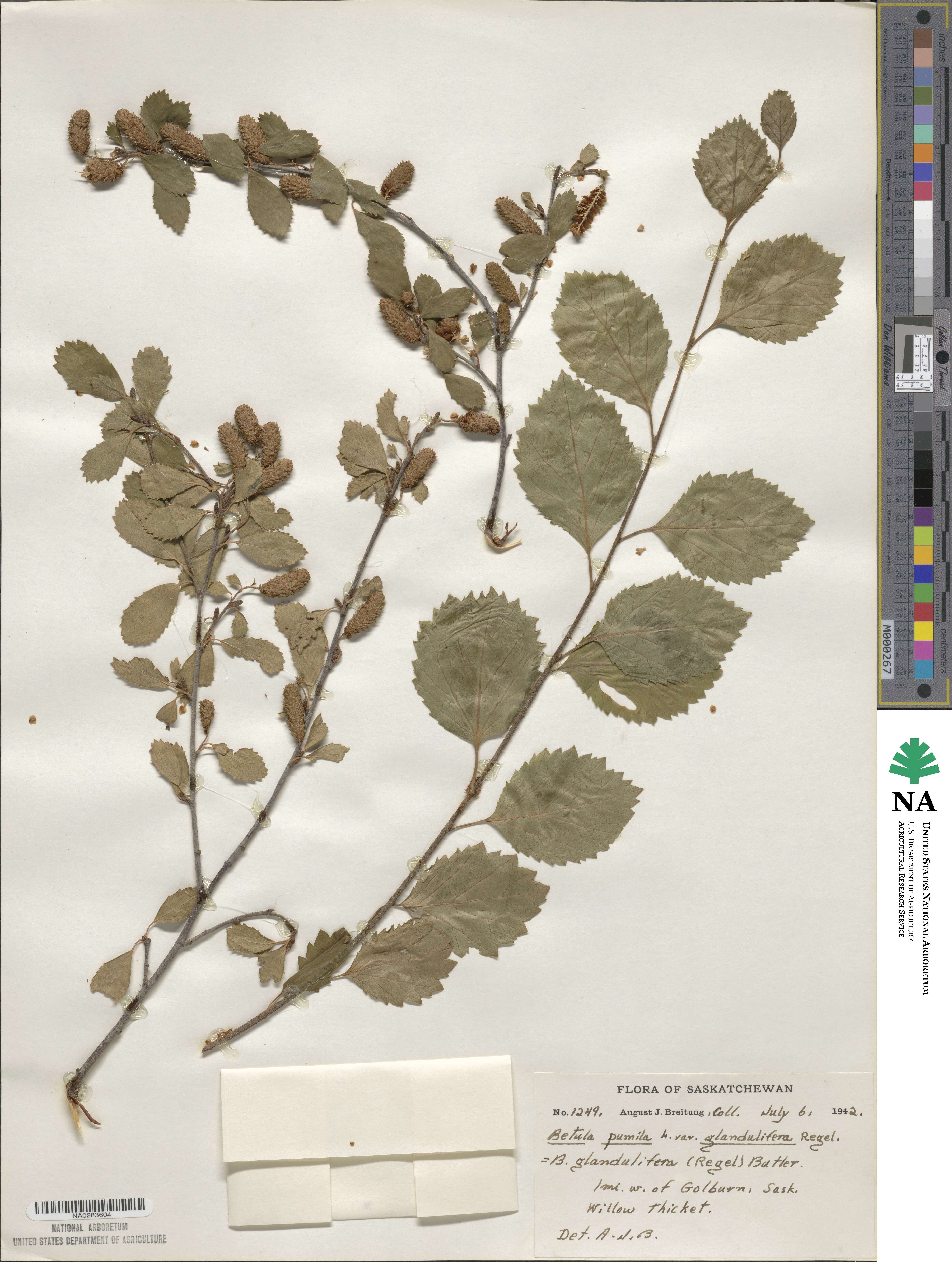 Betula pumila image