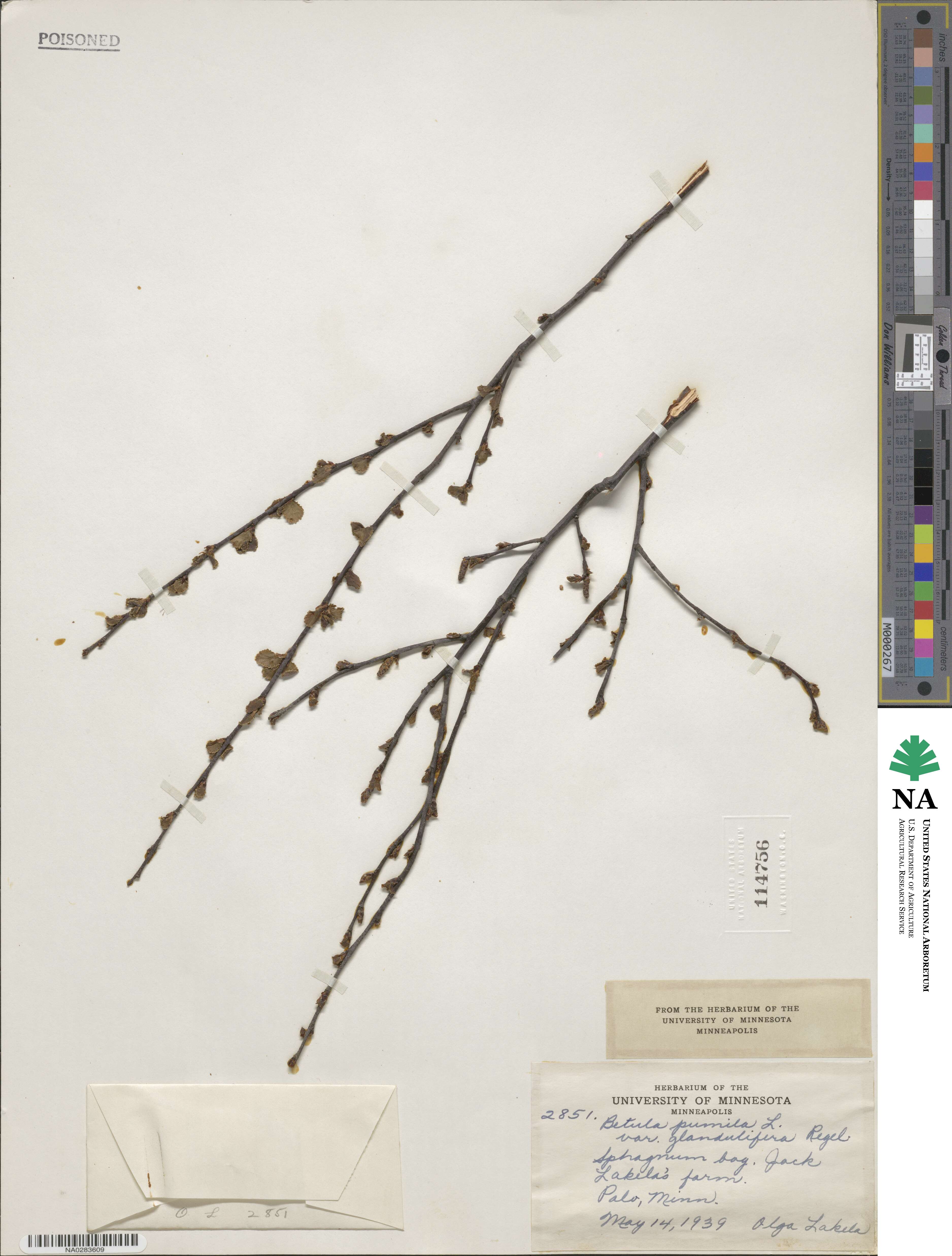 Betula pumila image