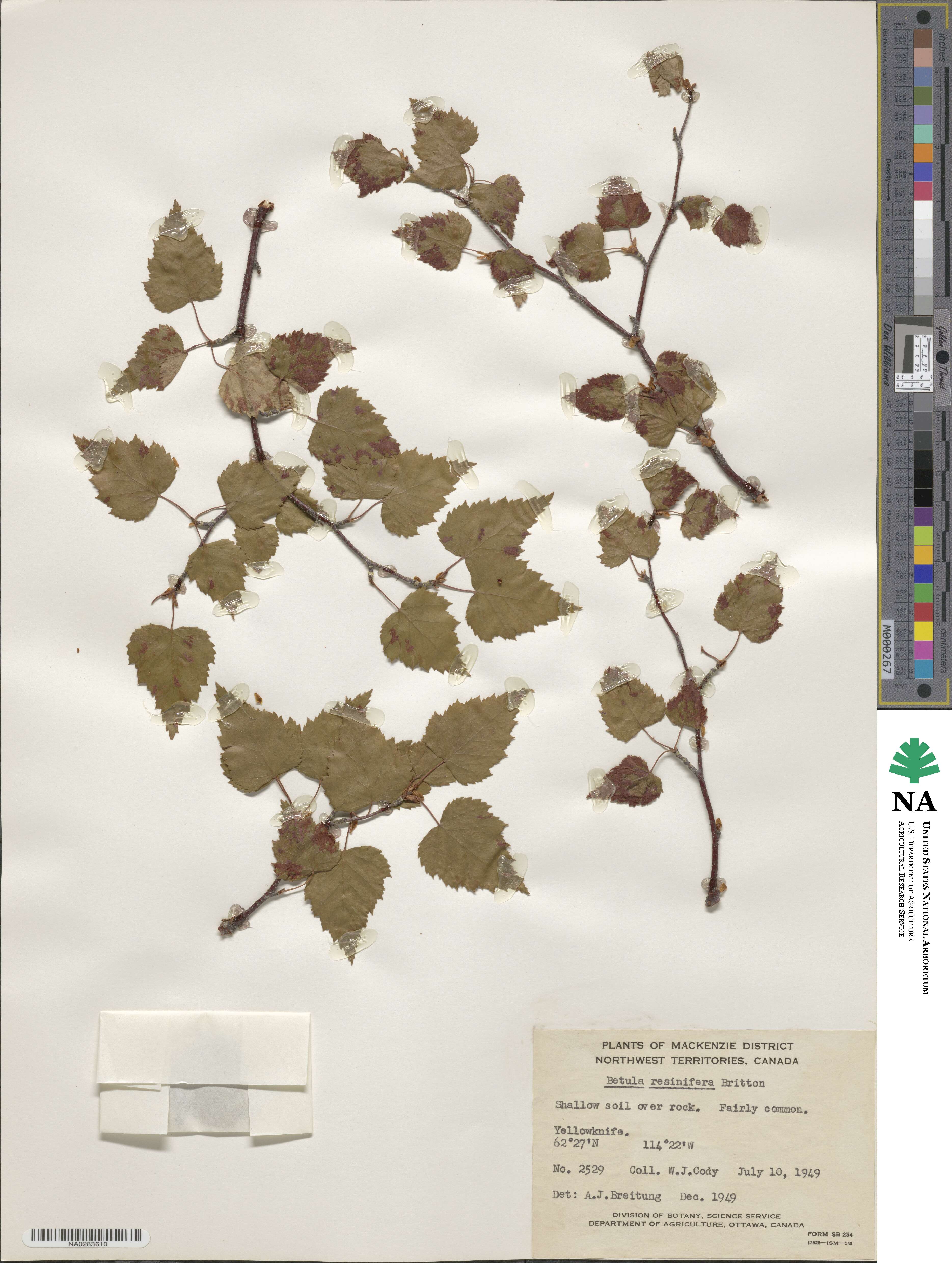 Betula pendula subsp. mandshurica image