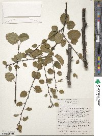 Betula lenta f. uber image