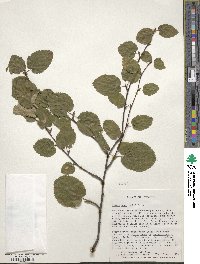 Betula lenta f. uber image