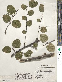 Betula lenta f. uber image