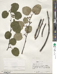 Betula lenta f. uber image