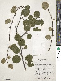Betula lenta f. uber image