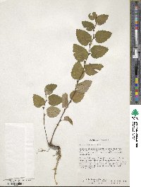 Betula lenta f. uber image