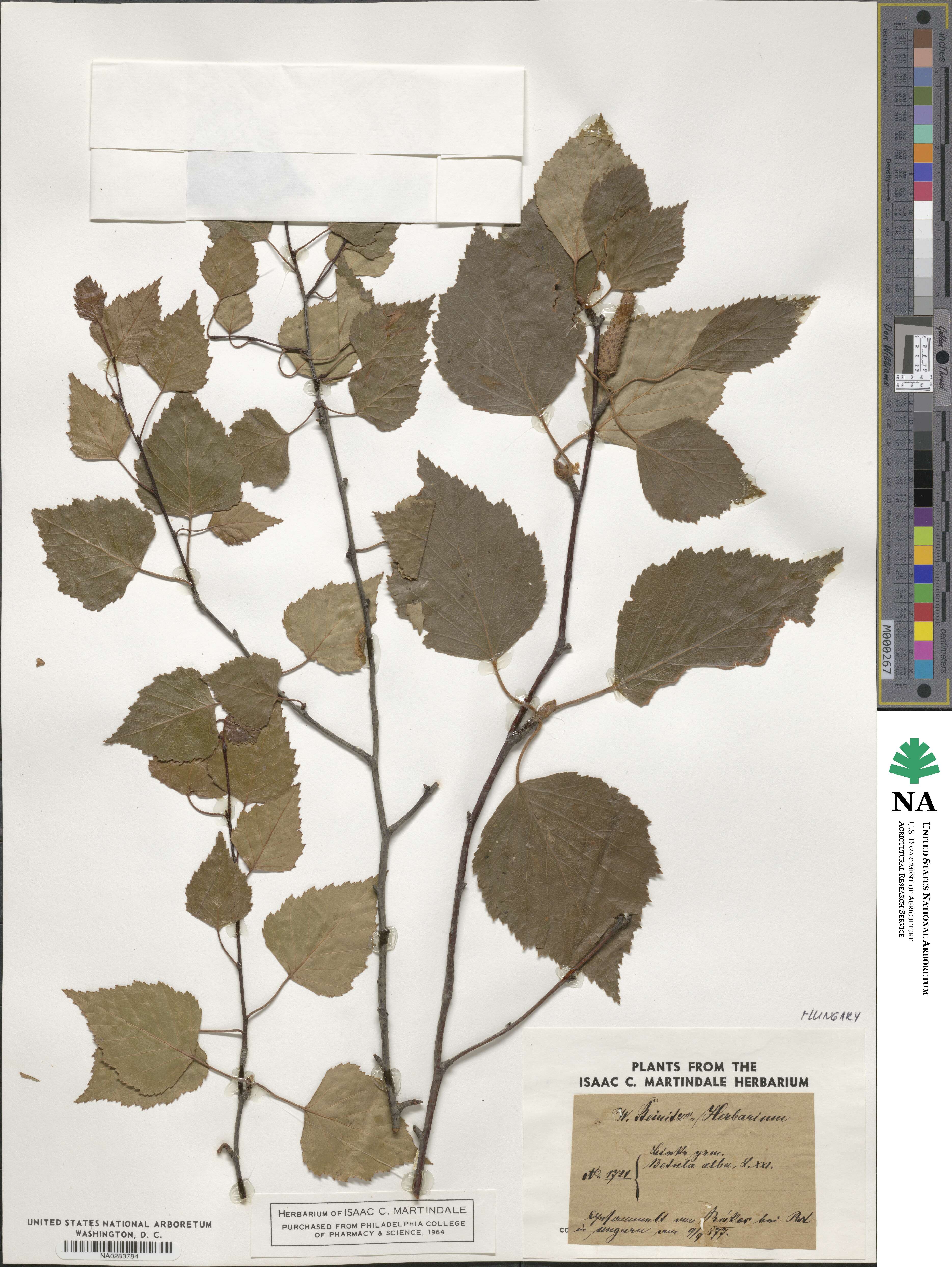 Betula pubescens image