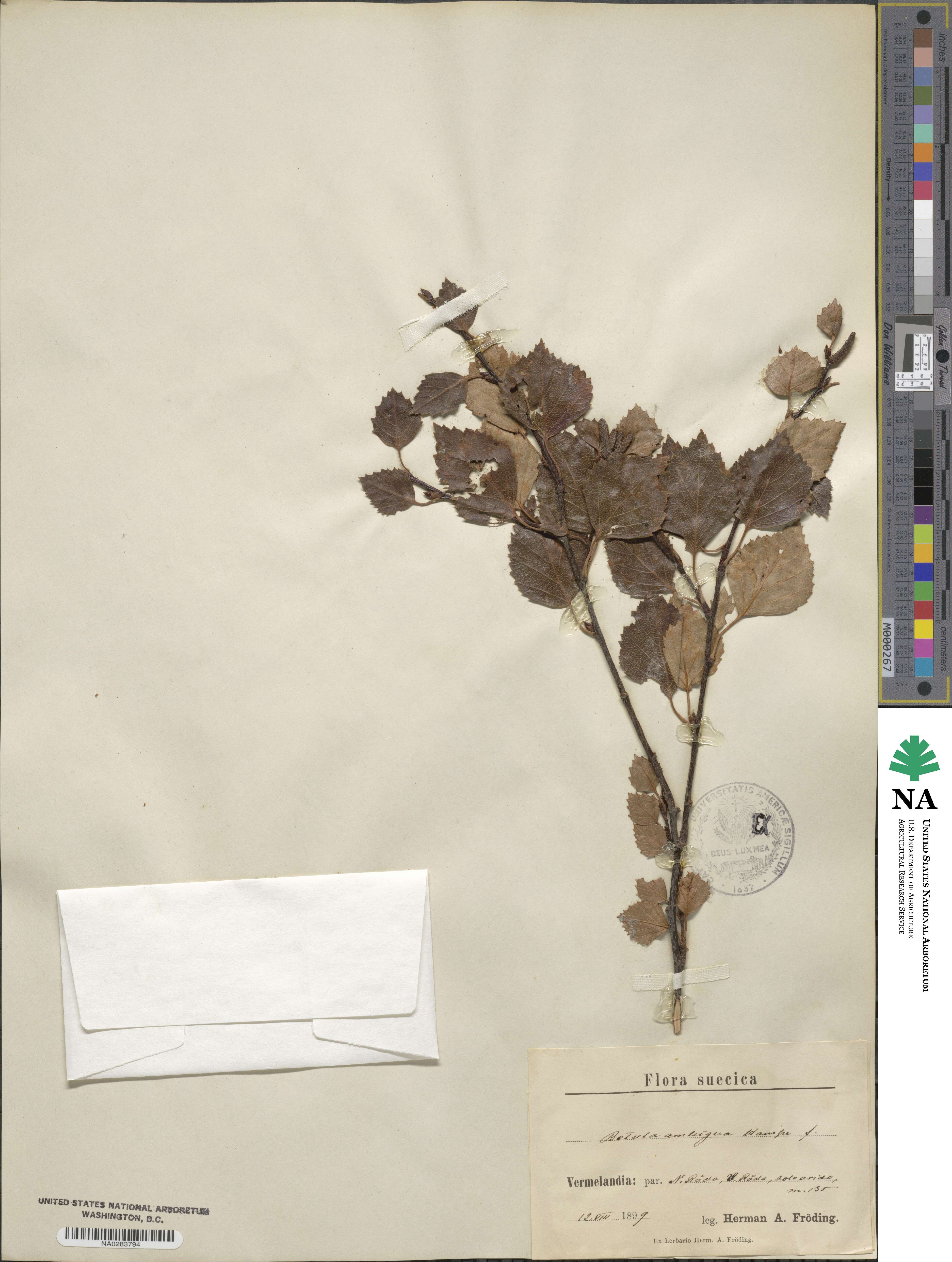 Betula pubescens var. pubescens image