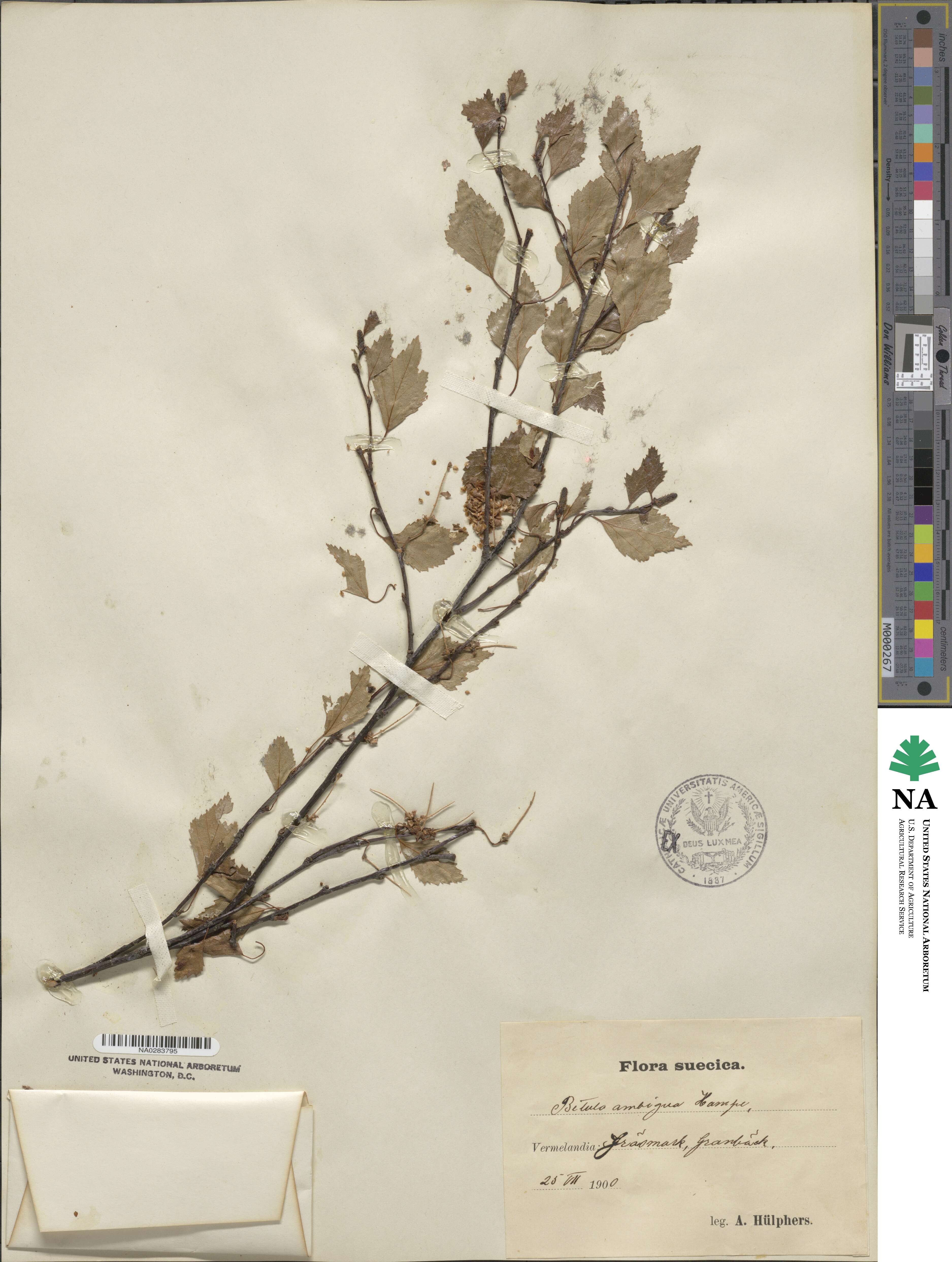 Betula pubescens var. pubescens image