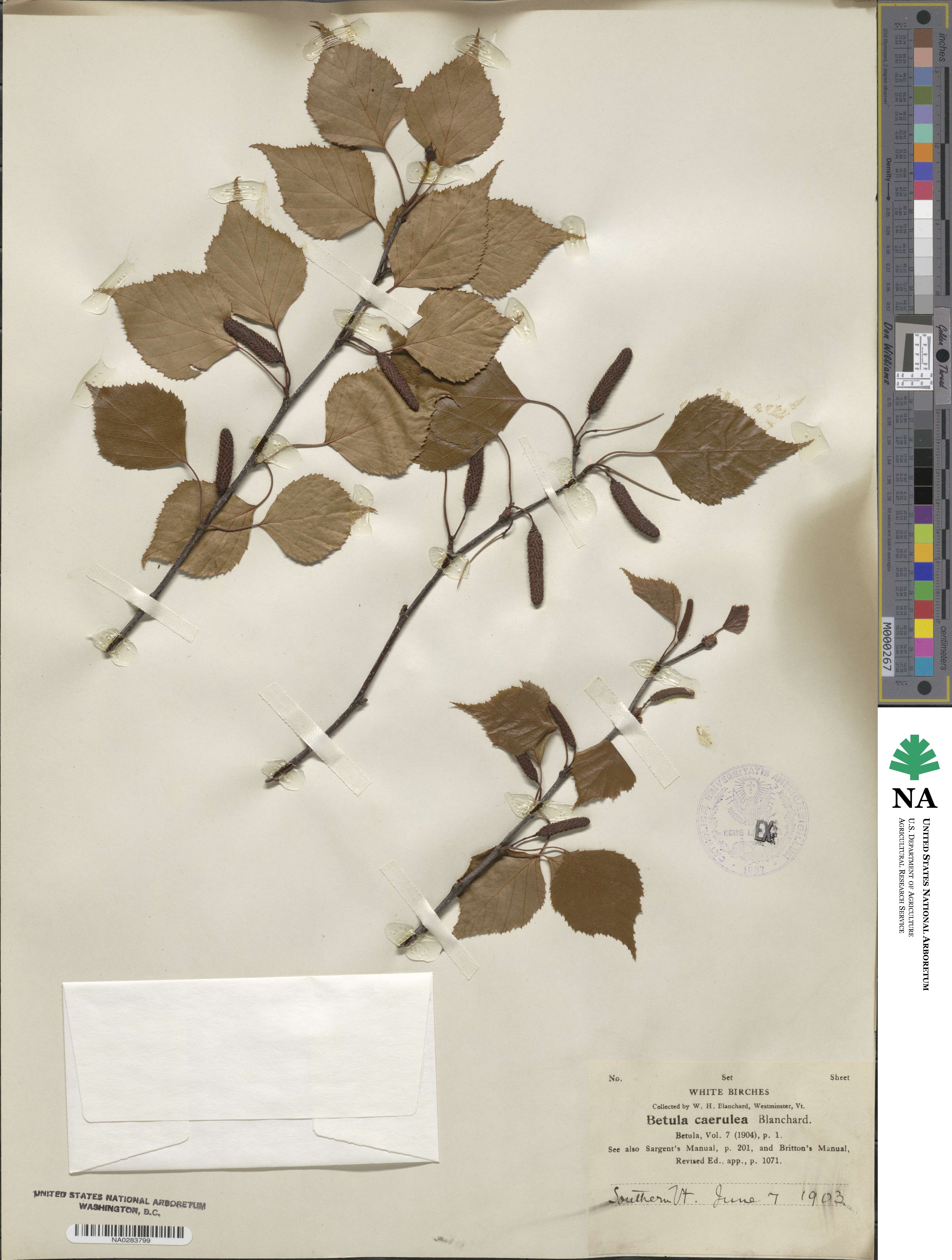 Betula caerulea image