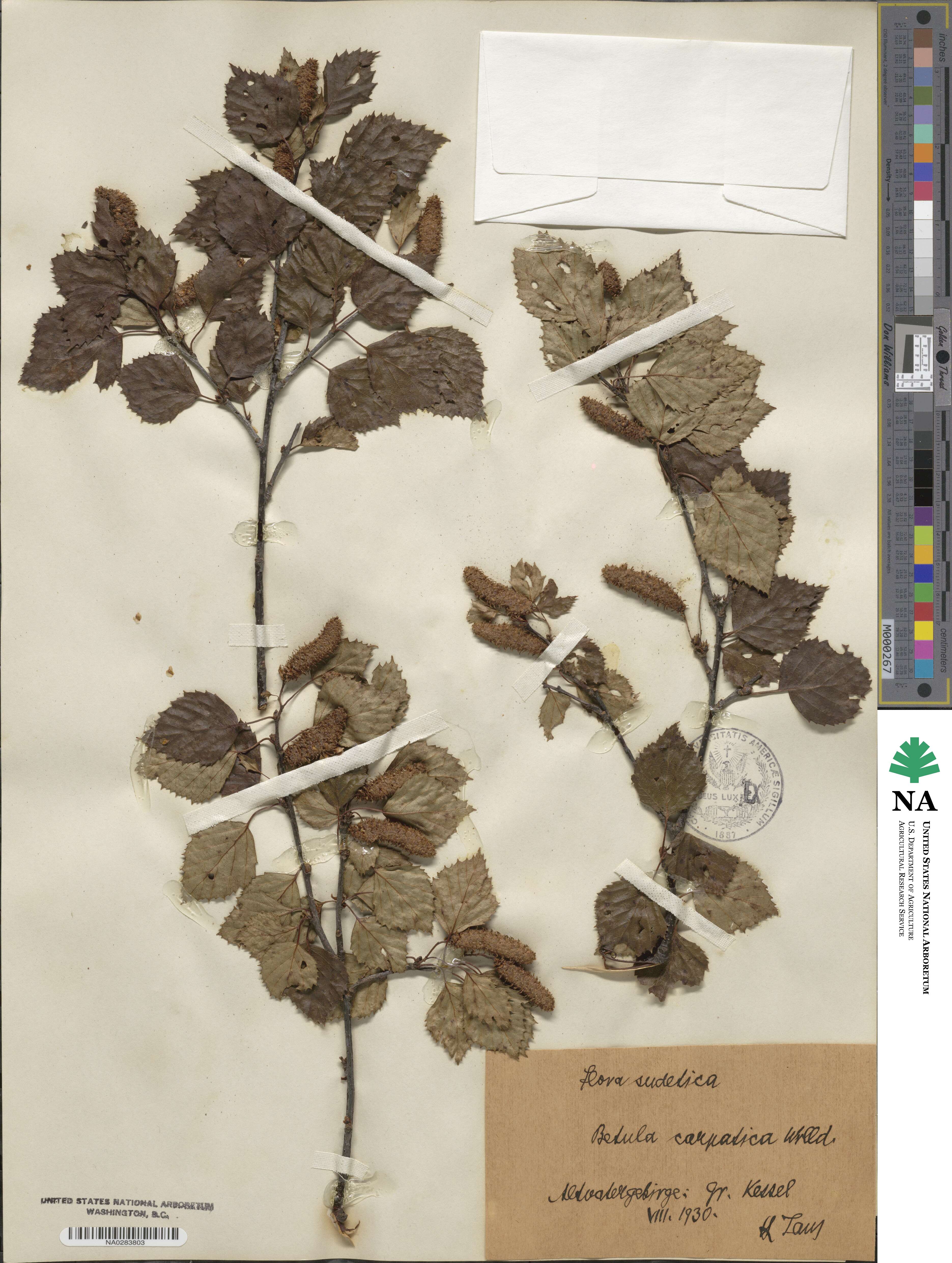Betula pubescens var. pubescens image