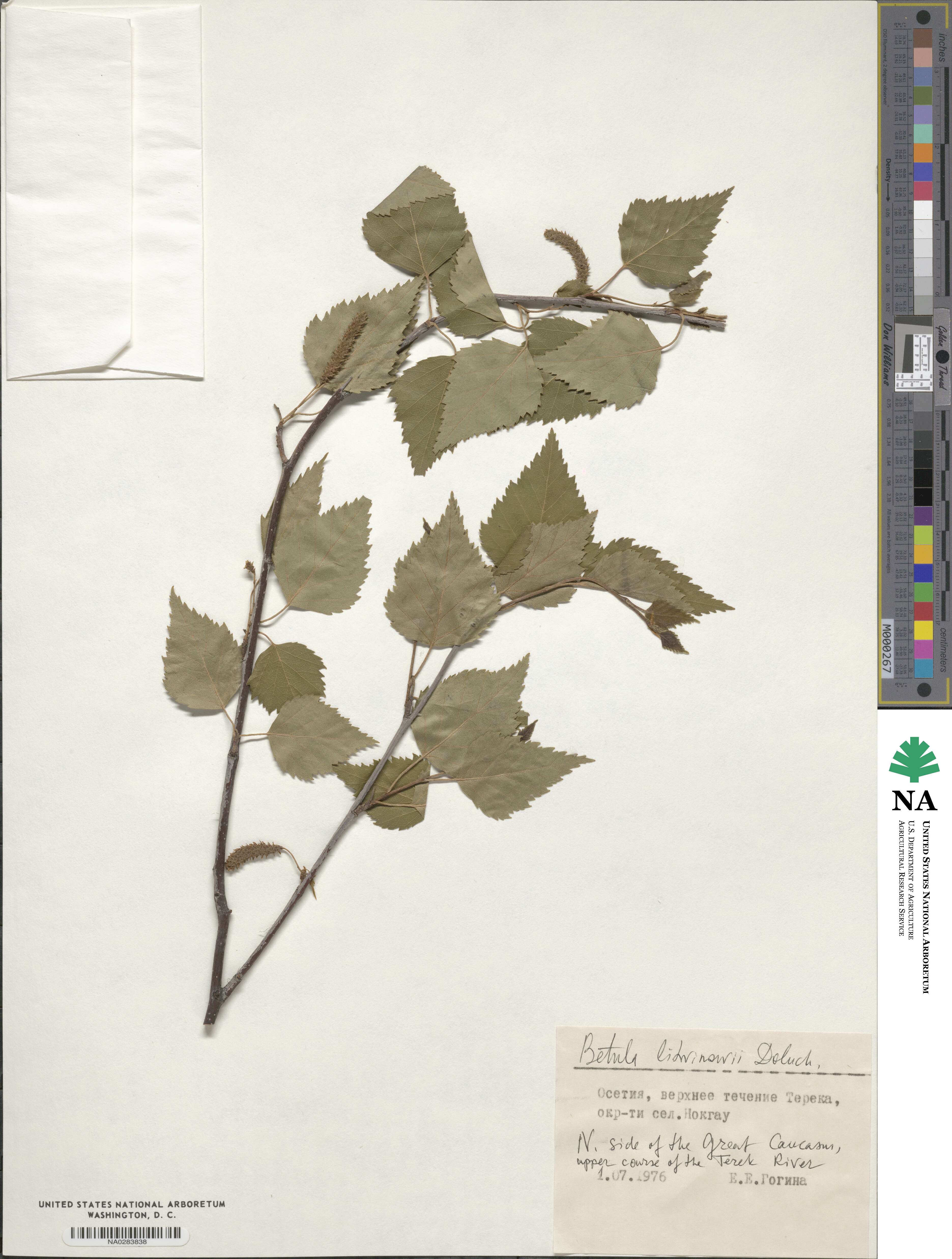 Betula pubescens var. litwinowii image