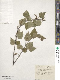 Betula pubescens image