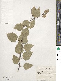 Betula pubescens image