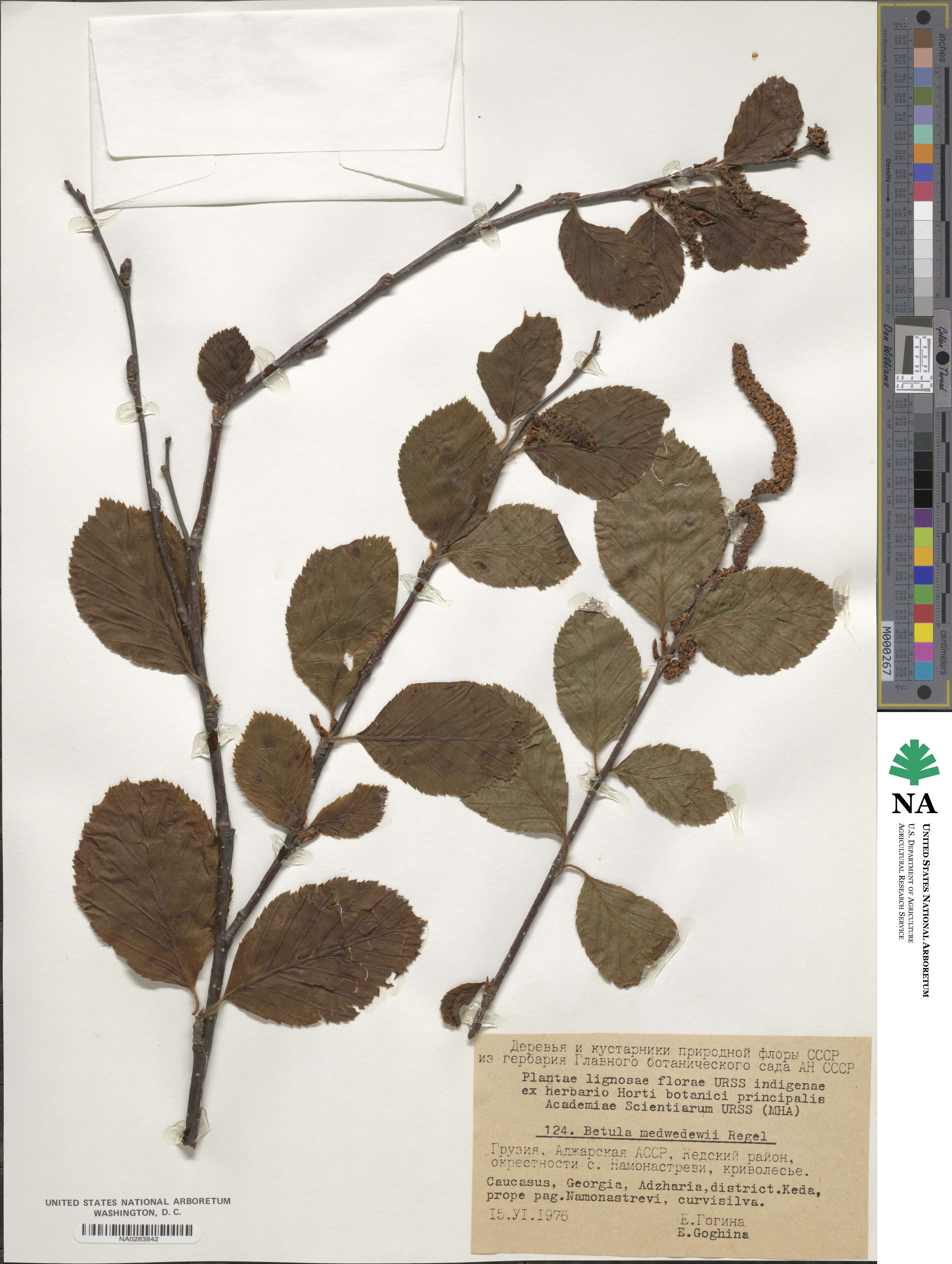 Betula medwediewii image