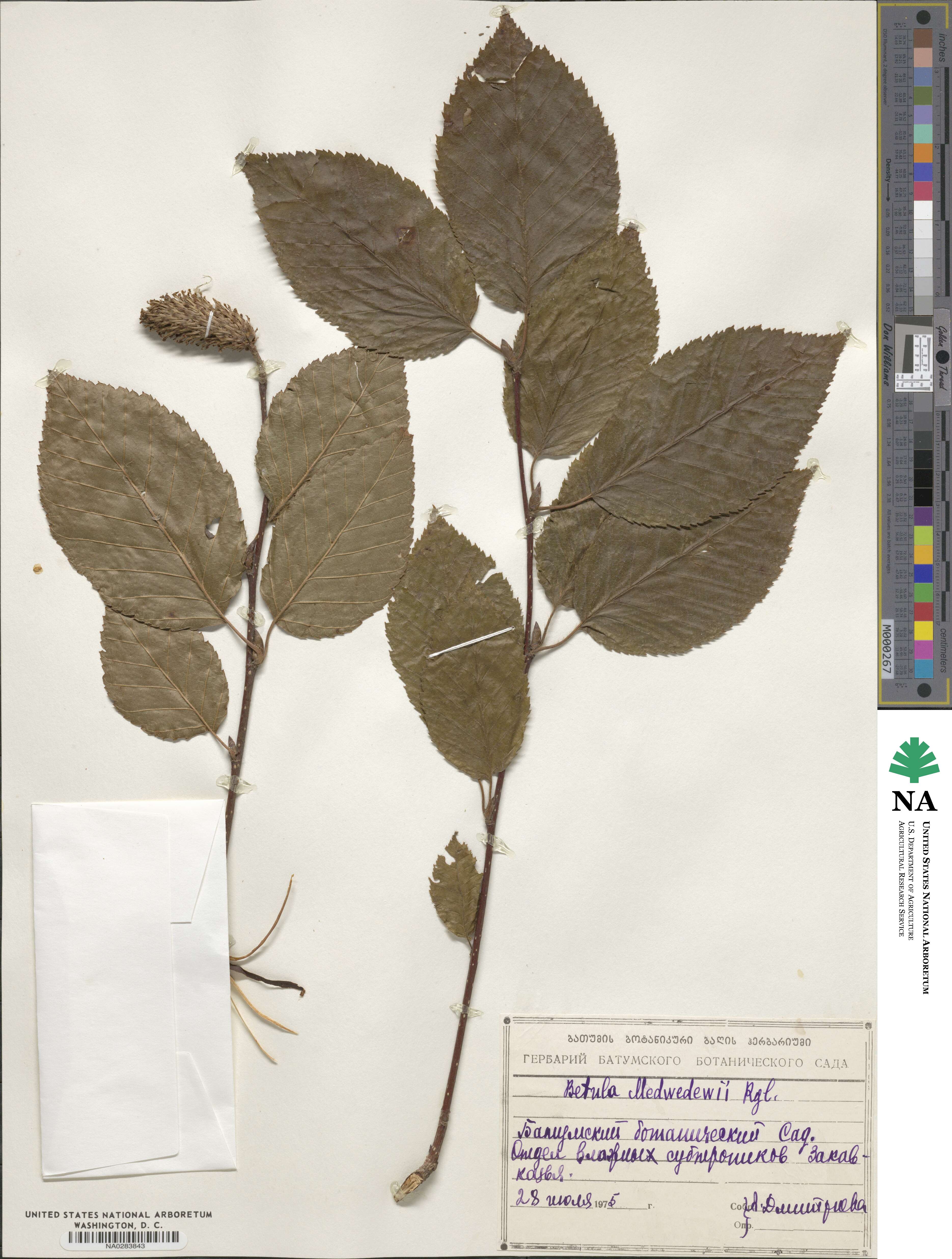 Betula medwediewii image