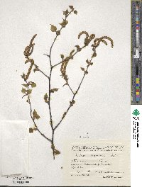 Betula pendula image