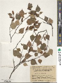 Betula pendula image