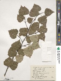 Betula pendula image