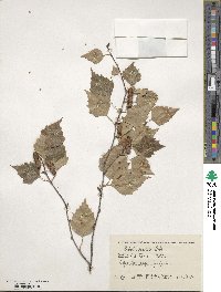 Betula pendula image