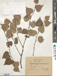 Betula pendula image