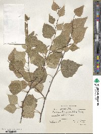 Betula pendula image