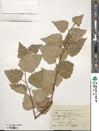 Betula pendula image