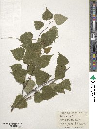 Betula pendula image