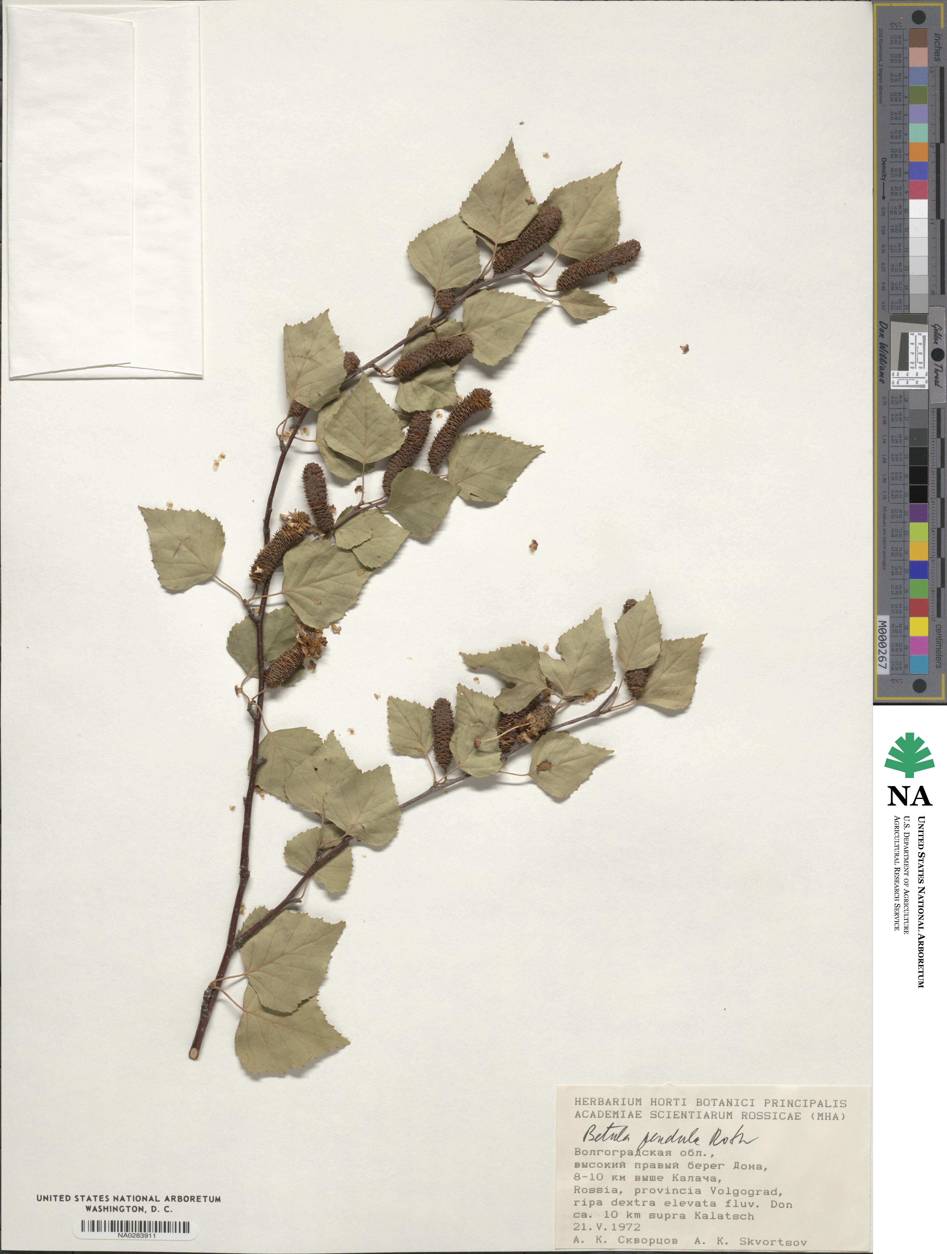 Betula image