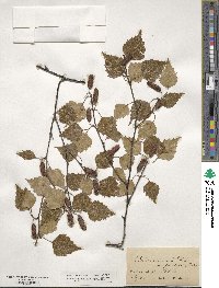 Betula pendula image