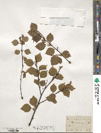 Betula pendula image