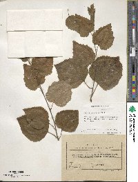 Betula pubescens image