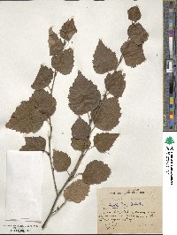 Betula pubescens image