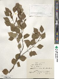 Betula pubescens image