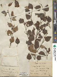 Betula pubescens image