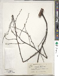 Betula pubescens image