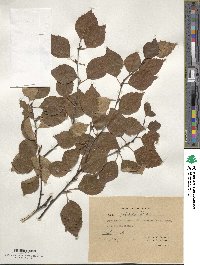 Betula pubescens image