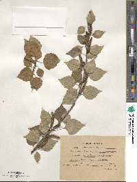 Betula pubescens image