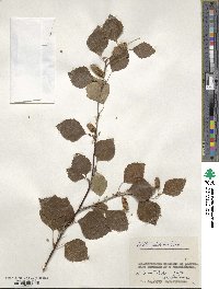 Betula pubescens image