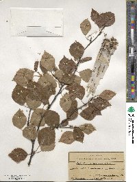 Betula pubescens image