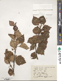 Betula pubescens image