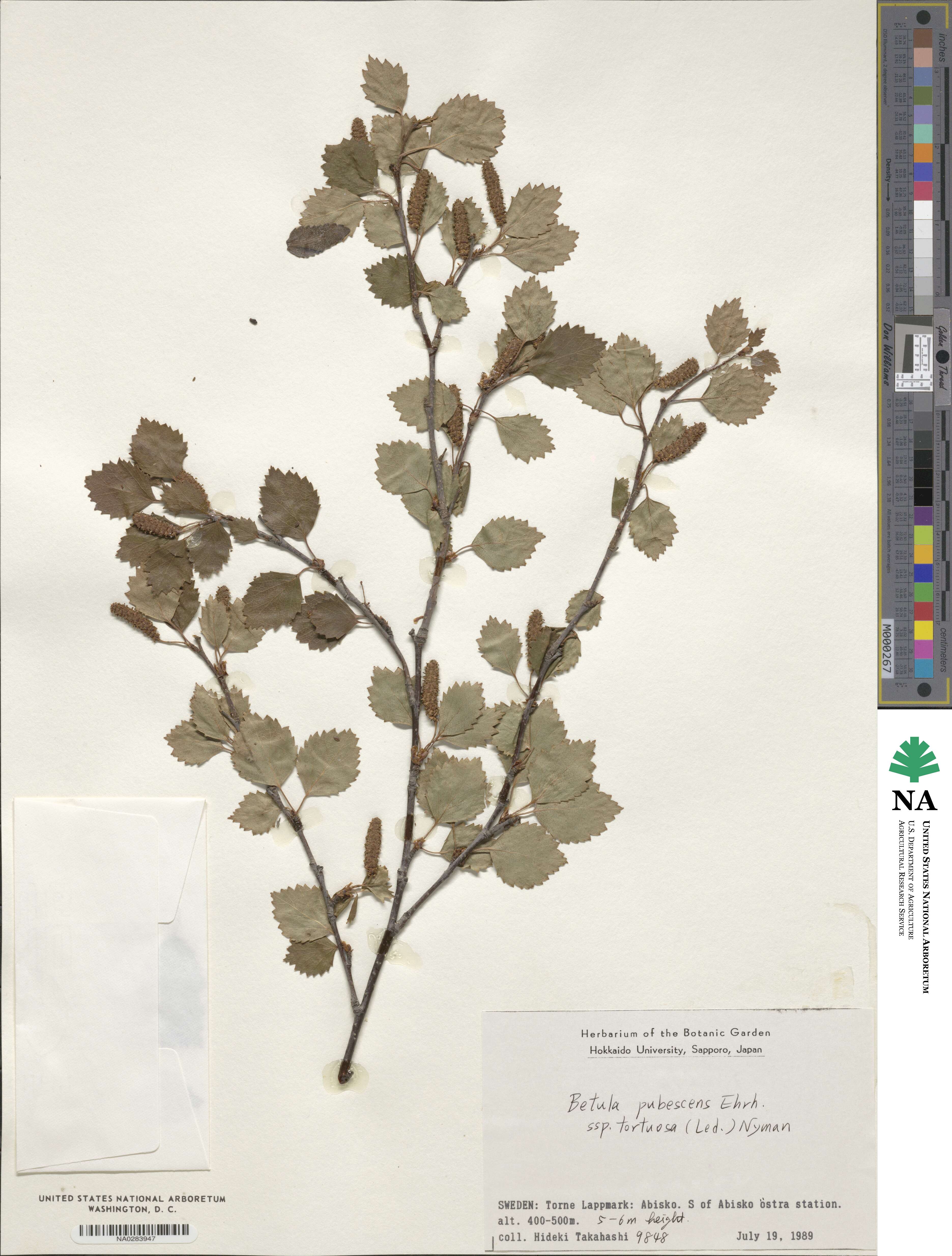 Betula pubescens var. pumila image