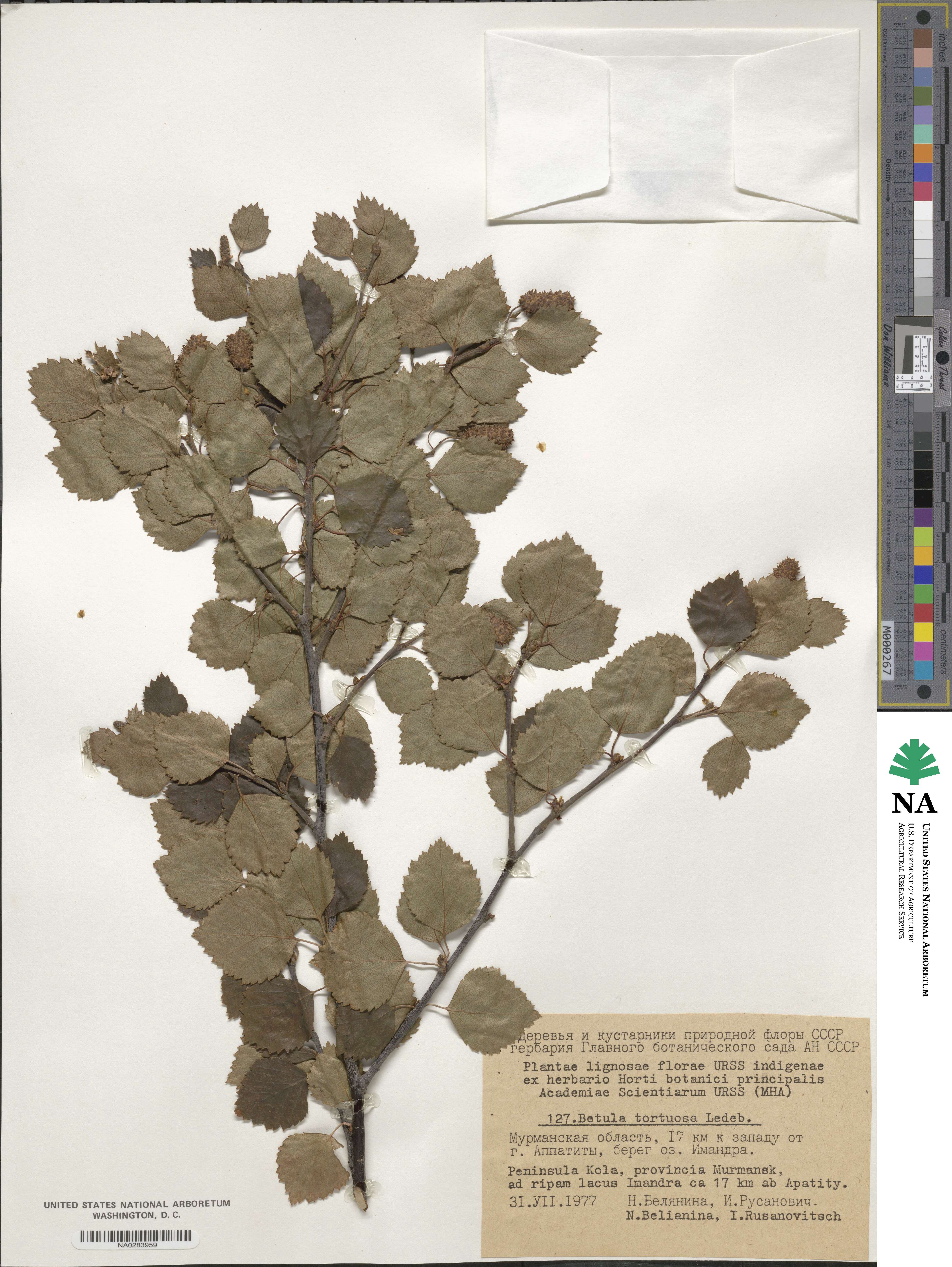 Betula pubescens image