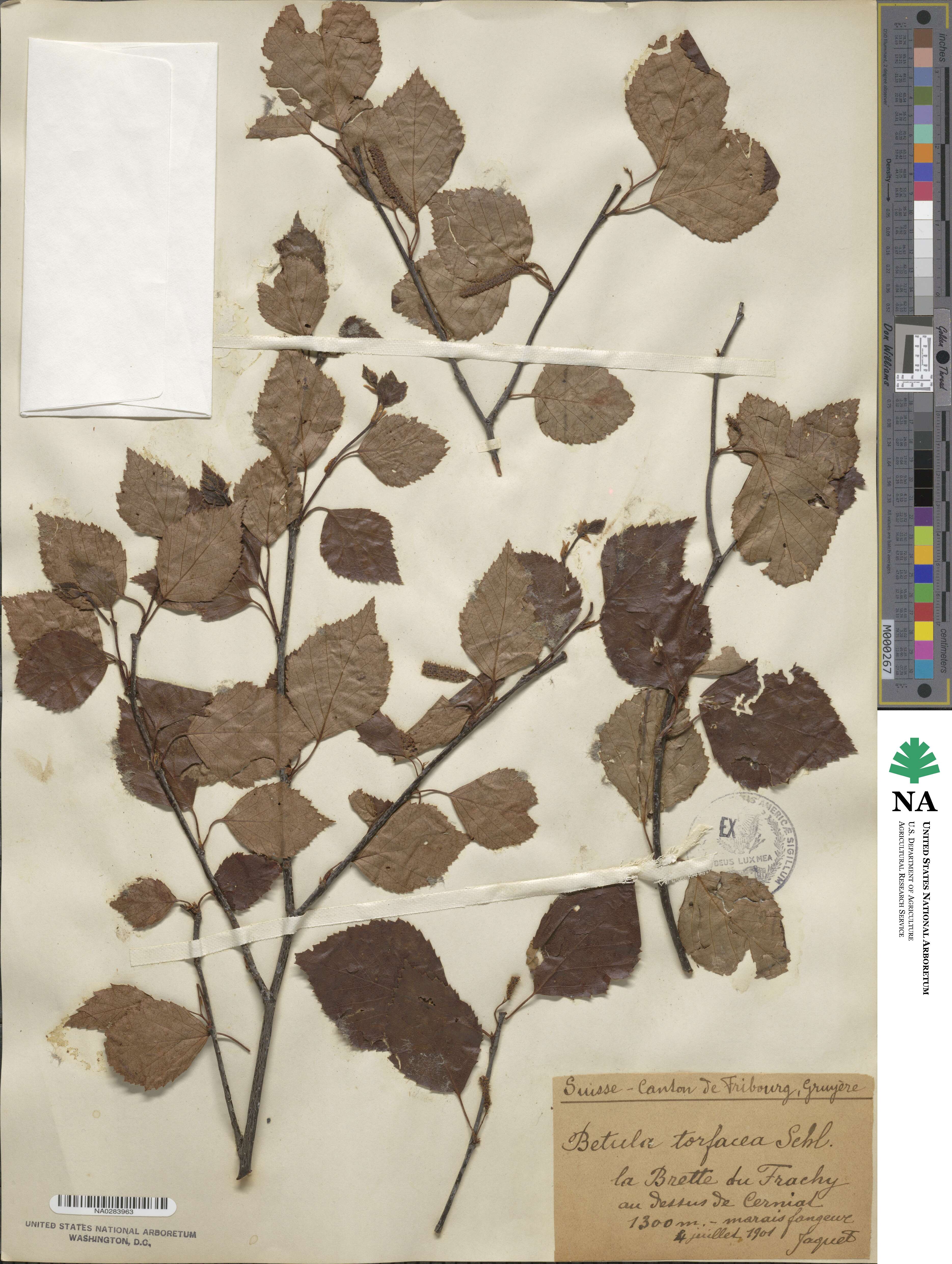 Betula image