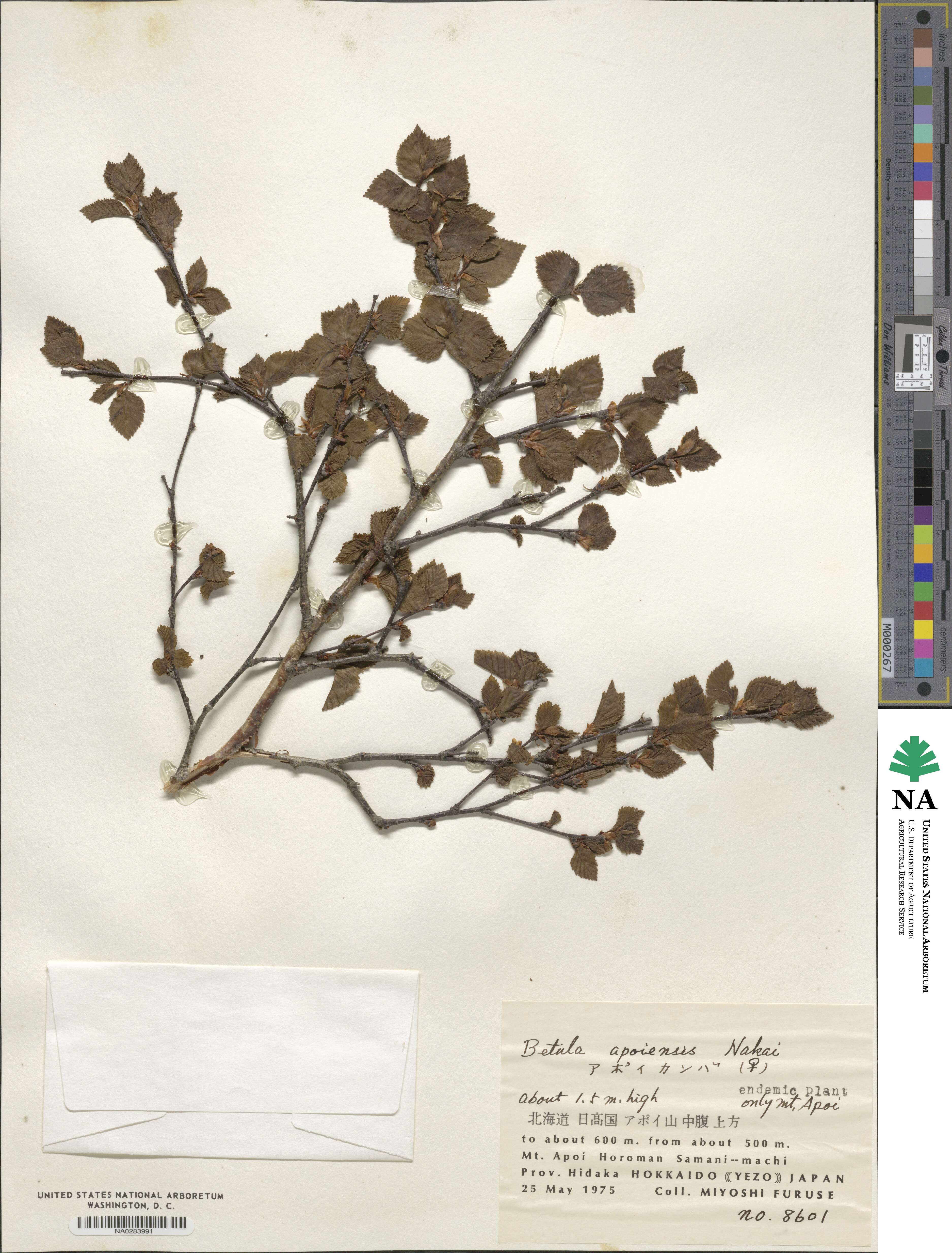 Betula gmelinii image