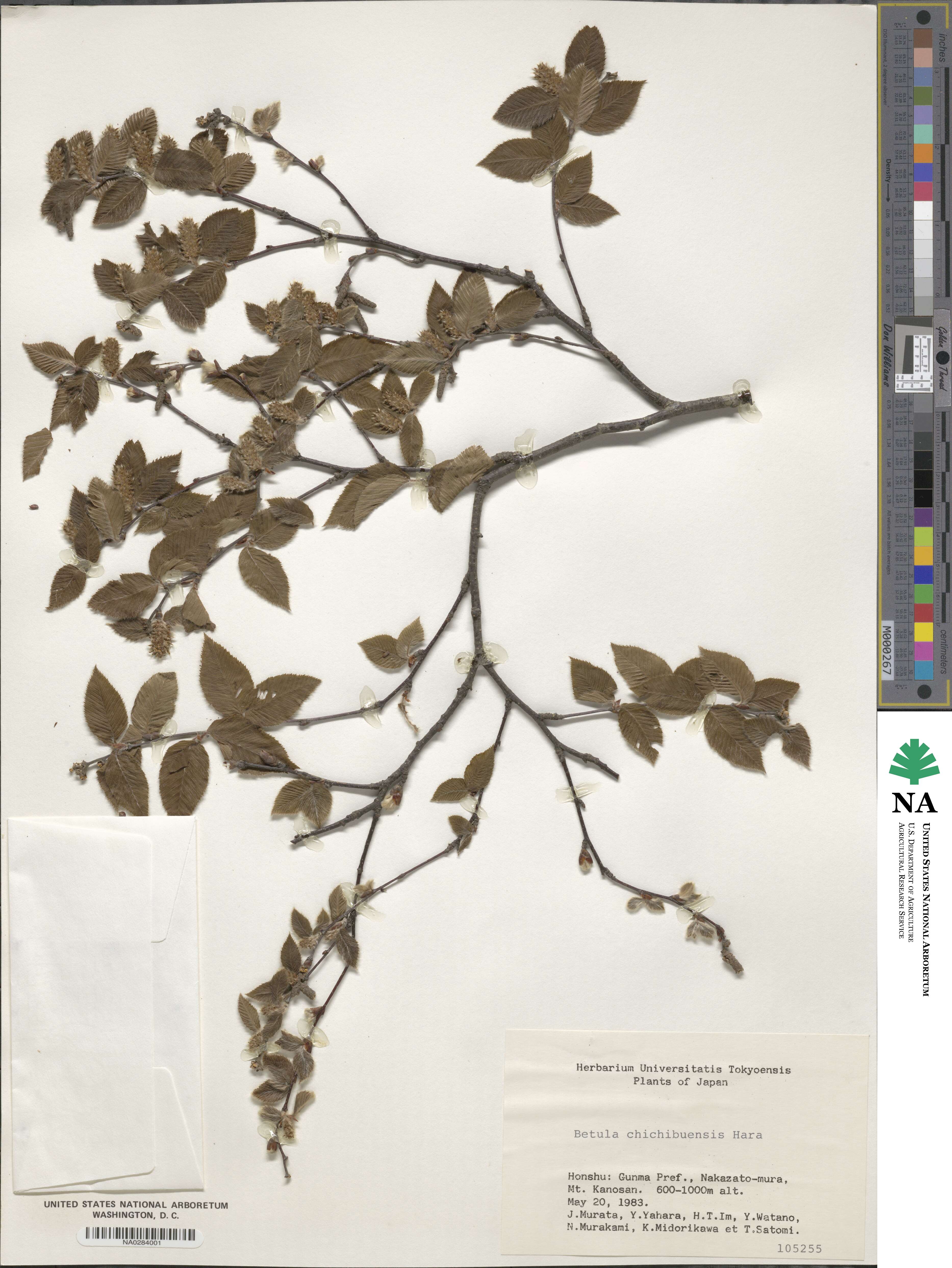 Betula chinensis image