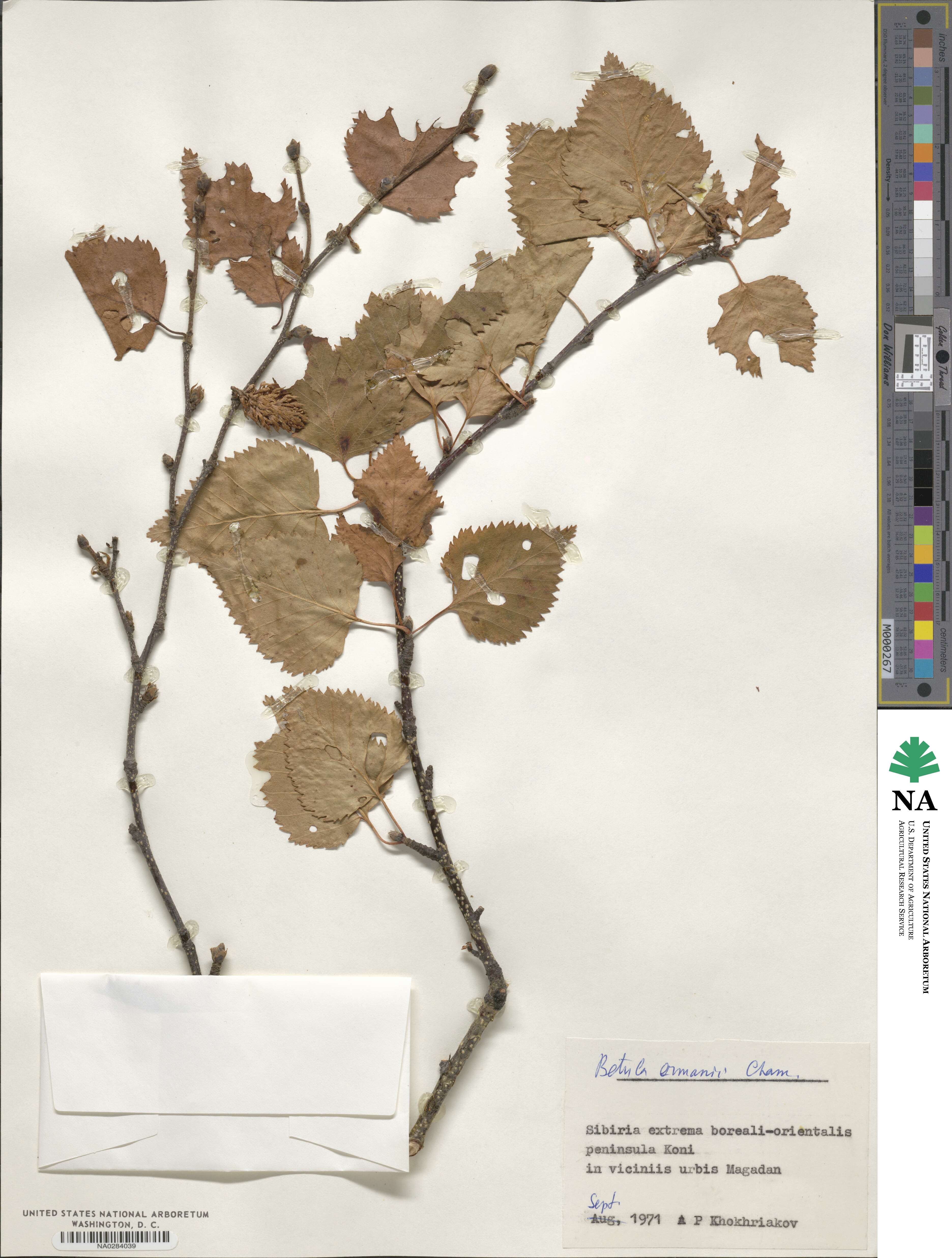 Betula ermanii image