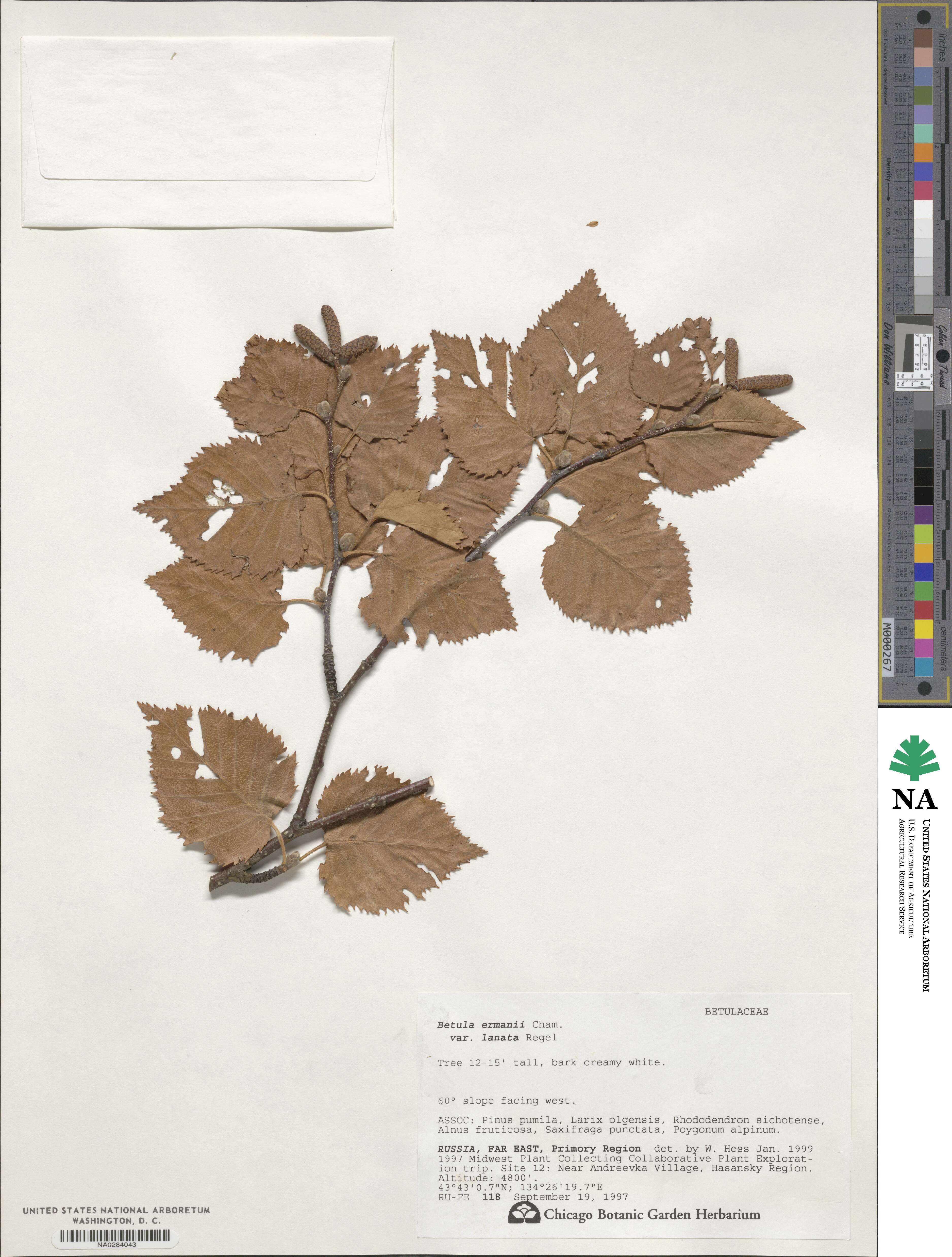 Betula ermanii var. lanata image