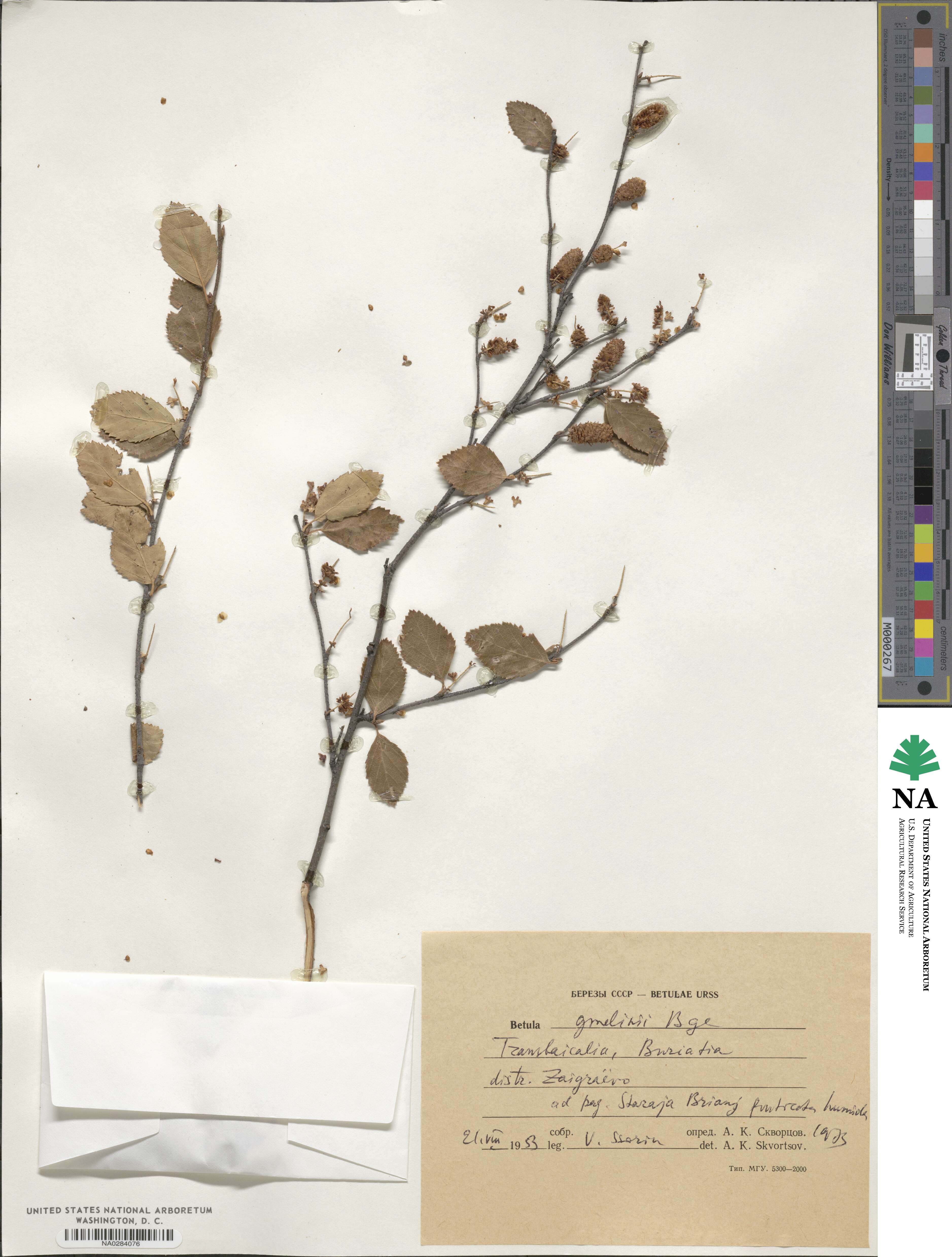 Betula gmelinii image