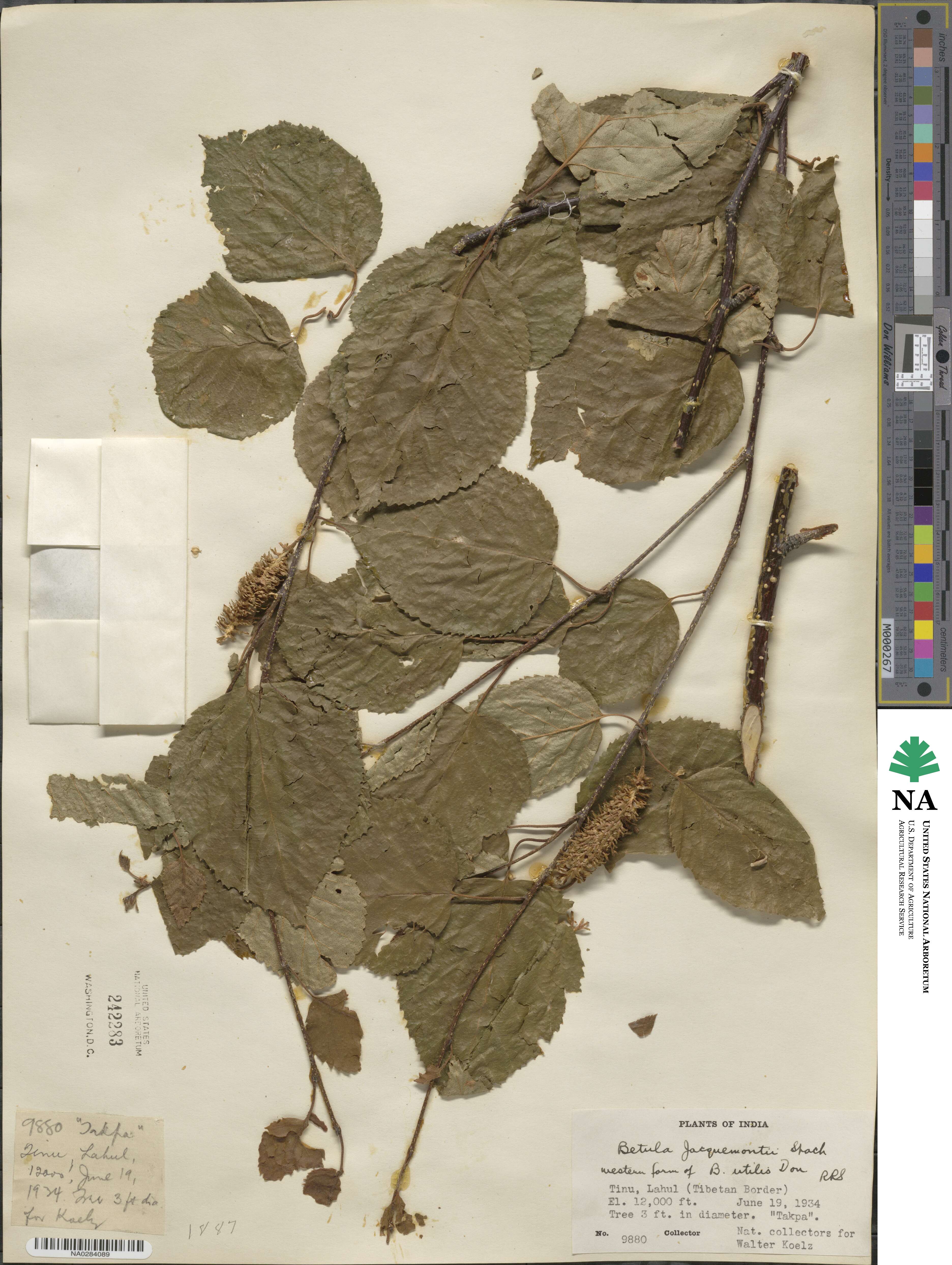 Betula utilis subsp. jacquemontii image