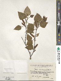 Betula pubescens image